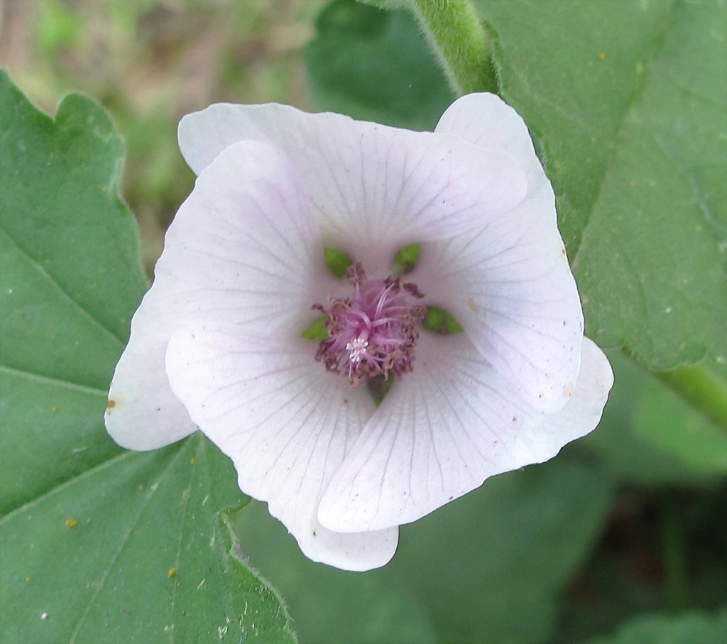 Althaea officinalis Althaea officinalis